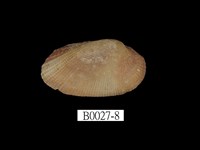 藏品(紅鬍魁蛤)的圖片